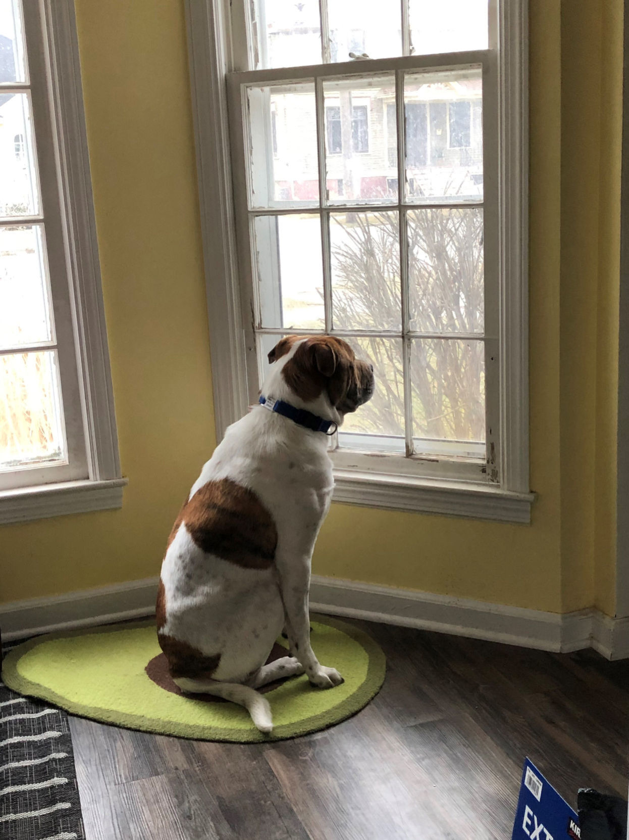 Bored dog